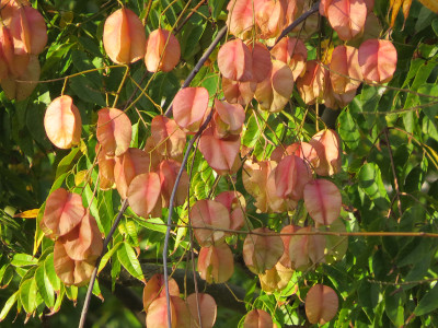 [These rounded oblong three-dimensional seedpods are larger than the slimmer light-green leaves which are barely visible because there are so many pods in this area of the tree. The early morning sun is brightly lighting some of the left-most seed pods and leaves.]